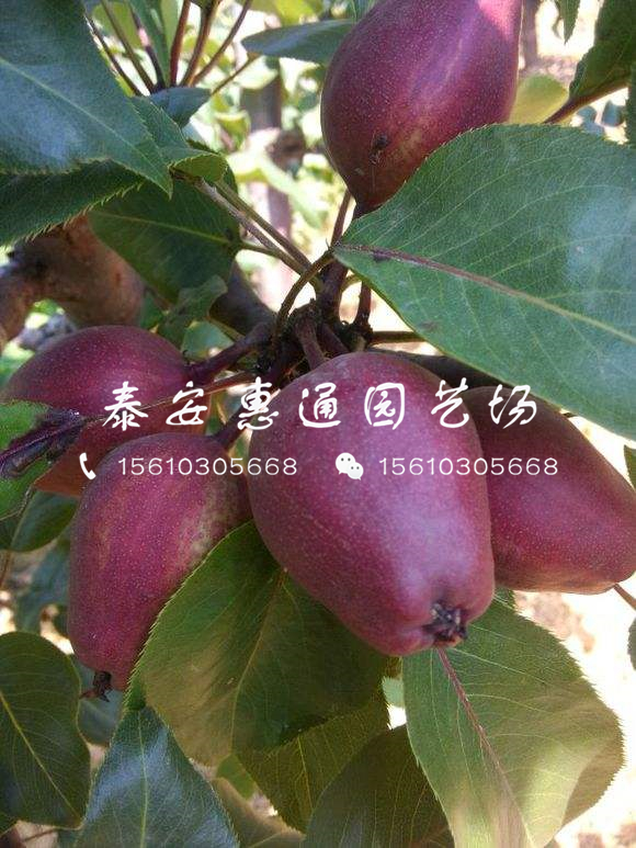 愛宕梨樹苗多少錢一棵