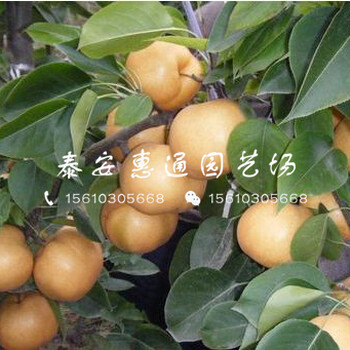 2019早熟梨樹苗價格及報價