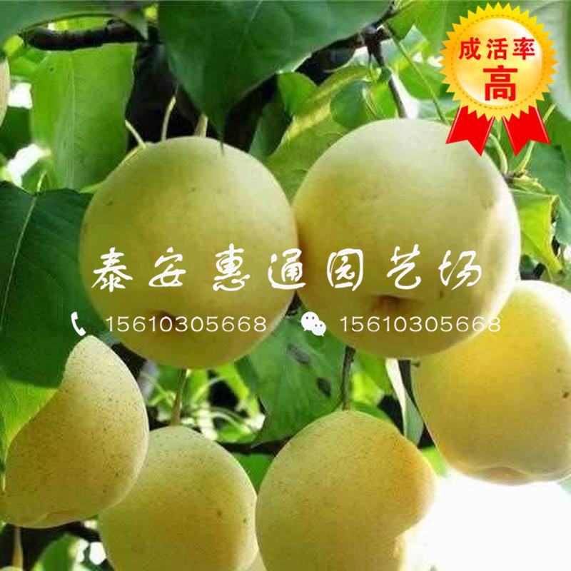 今年晚秋黃梨樹苗一棵多少錢