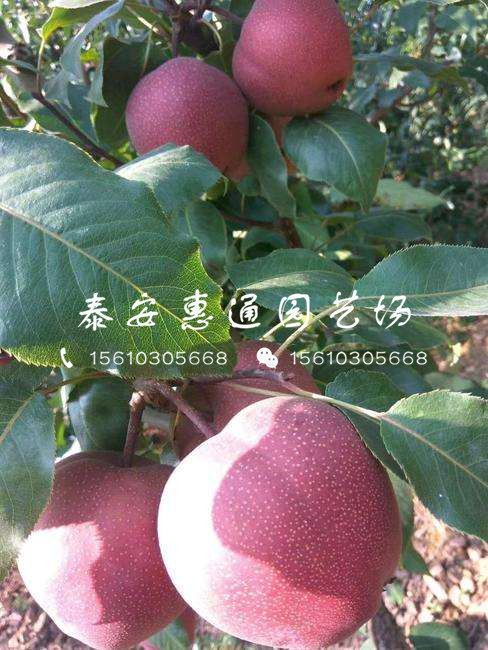 2019早熟梨樹苗價(jià)格及報(bào)價(jià)