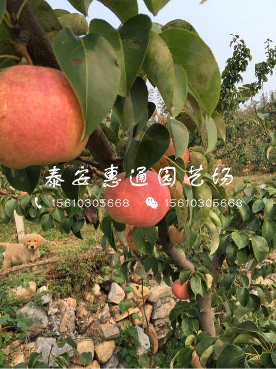 2019早熟梨樹苗價(jià)格及報(bào)價(jià)