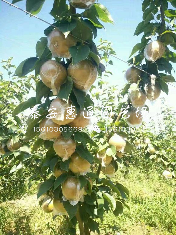 中梨4號梨樹苗價格