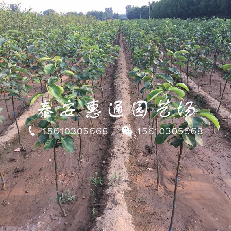 山東秋月梨苗出售價(jià)格、山東秋月梨苗出售報(bào)價(jià)