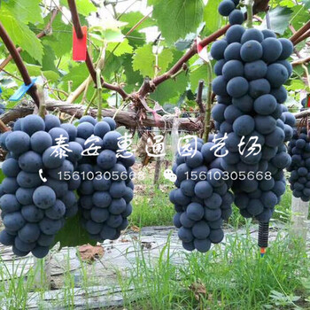 新品種夏黑葡萄苗什么價格