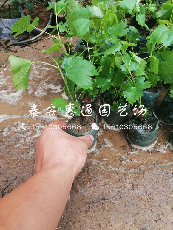 我想買美人指葡萄苗、美人指葡萄苗多少錢一棵