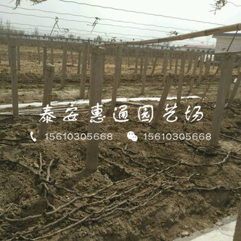 2019玫瑰葡萄苗價(jià)格、2019玫瑰葡萄苗多少錢一棵