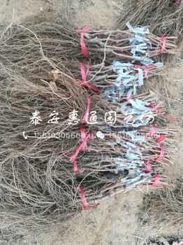 紅芭拉蒂葡萄苗價(jià)格多少錢(qián)一棵什么價(jià)格