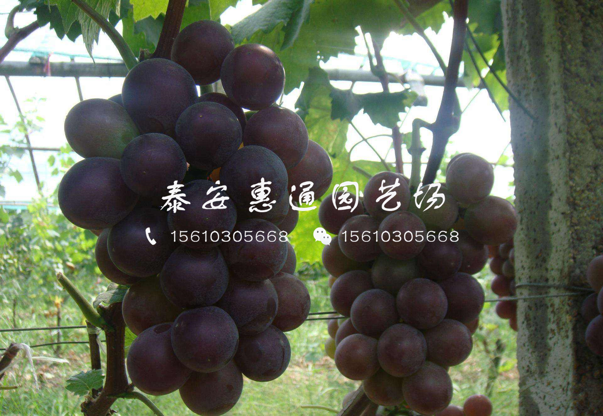 玫瑰葡萄苗價(jià)格