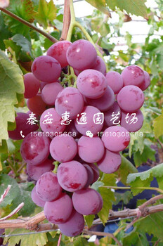 玫瑰葡萄苗報價