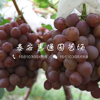 2019茉莉香葡萄苗價(jià)格