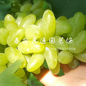 中熟葡萄苗供應價格