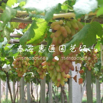 新品種晨光葡萄苗多少錢一棵
