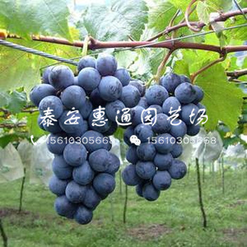我想買美人指葡萄苗、美人指葡萄苗哪里有