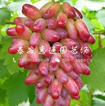 兩公分藤稔葡萄苗價格