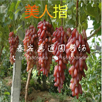 京亞葡萄苗哪里有賣的