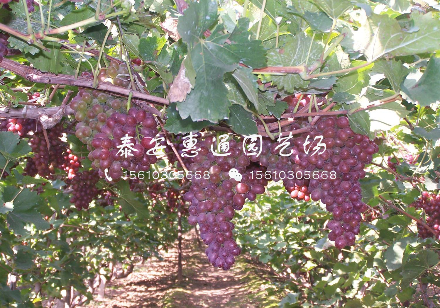 新品種晨光葡萄苗怎么樣