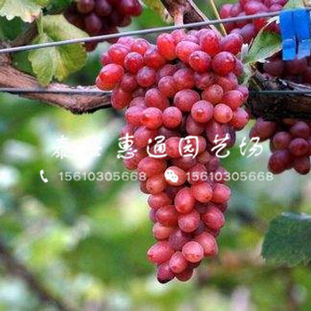 兩公分蜜光葡萄苗價(jià)格