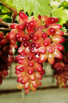 白雞心葡萄苗多少錢一棵