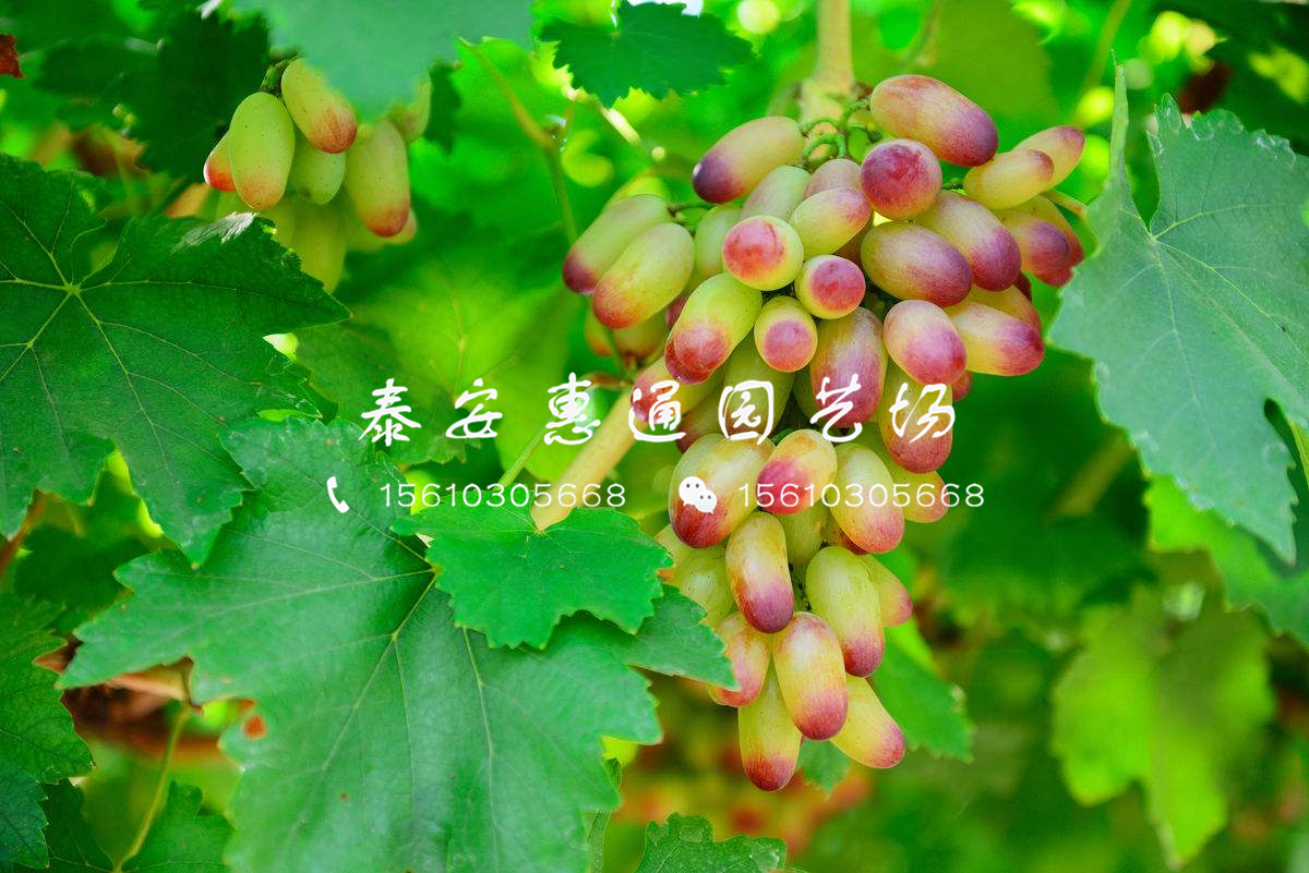 藤稔葡萄苗品種介紹