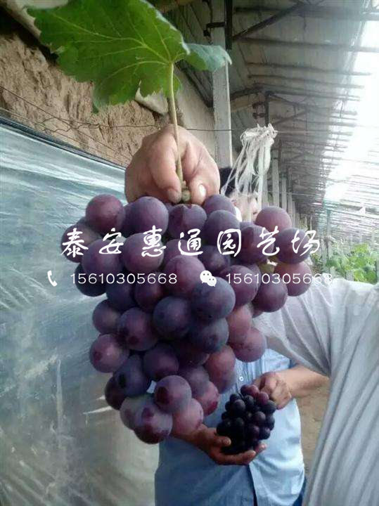 陽光玫瑰葡萄苗什么價格