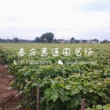 我想買(mǎi)龍眼葡萄苗、龍眼葡萄苗哪里有
