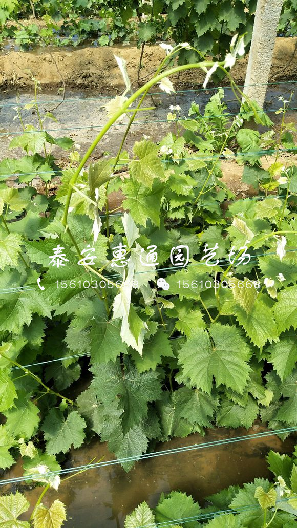 葡萄苗什么價(jià)格