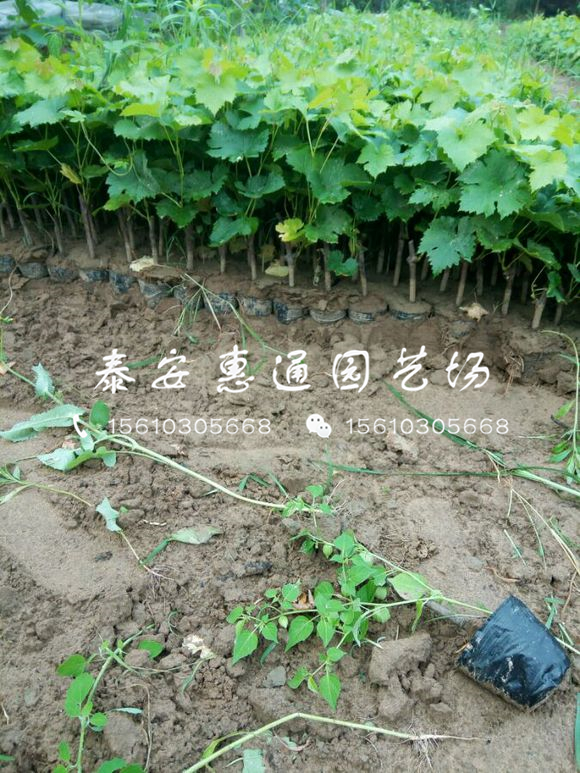 我想買品種葡萄苗、品種葡萄苗哪里有
