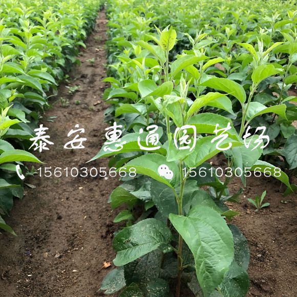 我想買國光蘋果苗國光蘋果苗行情