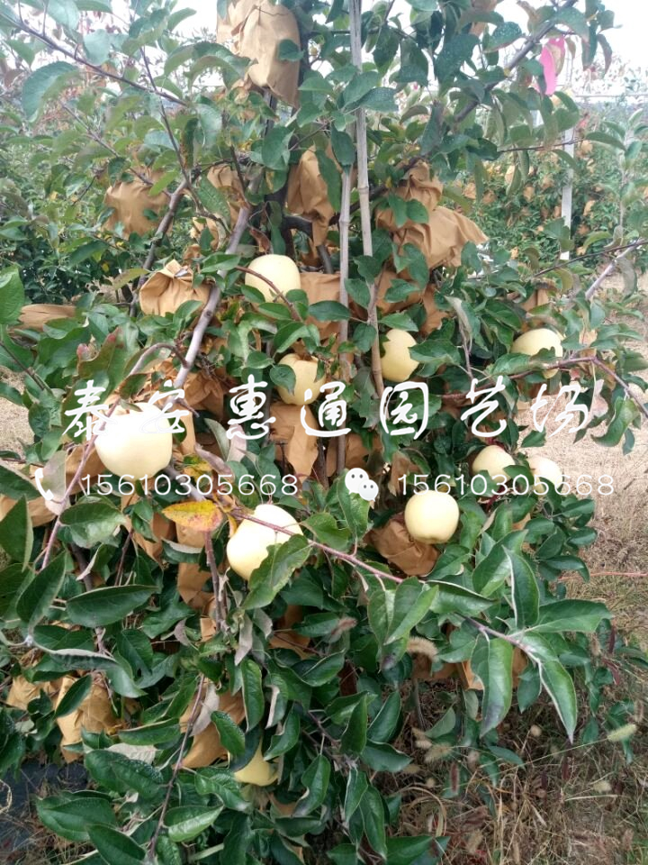 新疆紅富士蘋果苗多少錢