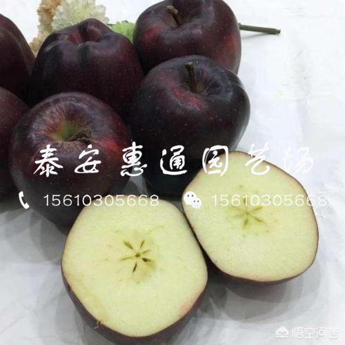 紅肉蘋果樹苗一畝地栽植多少棵