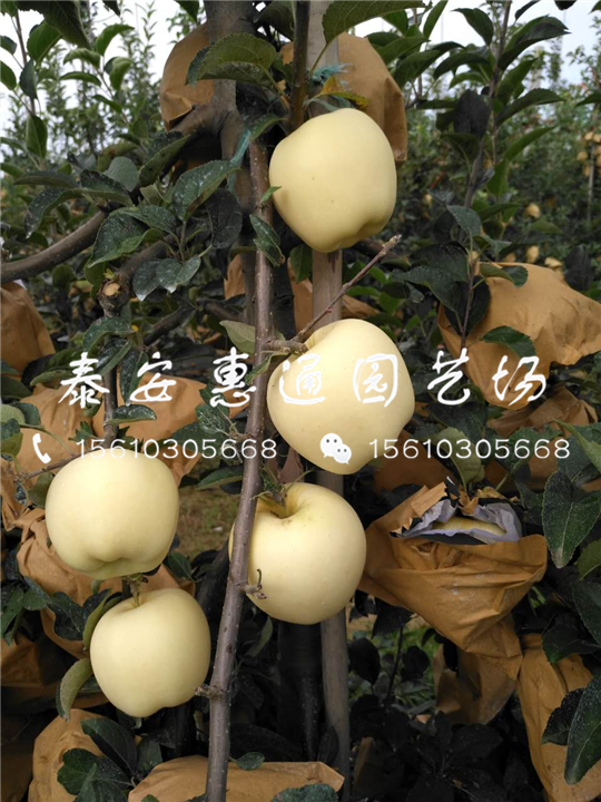 黑蘋果苗多少錢、黑蘋果苗多少錢一棵、黑蘋果苗什么價格