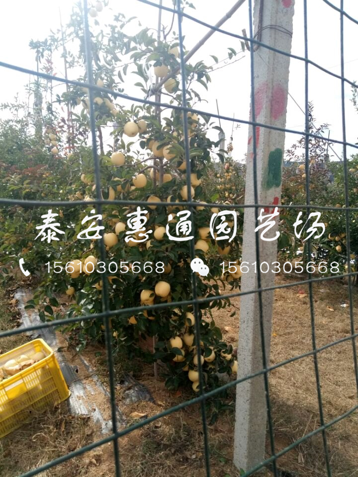 新品種美國八號(hào)蘋果苗批發(fā)價(jià)格是多少