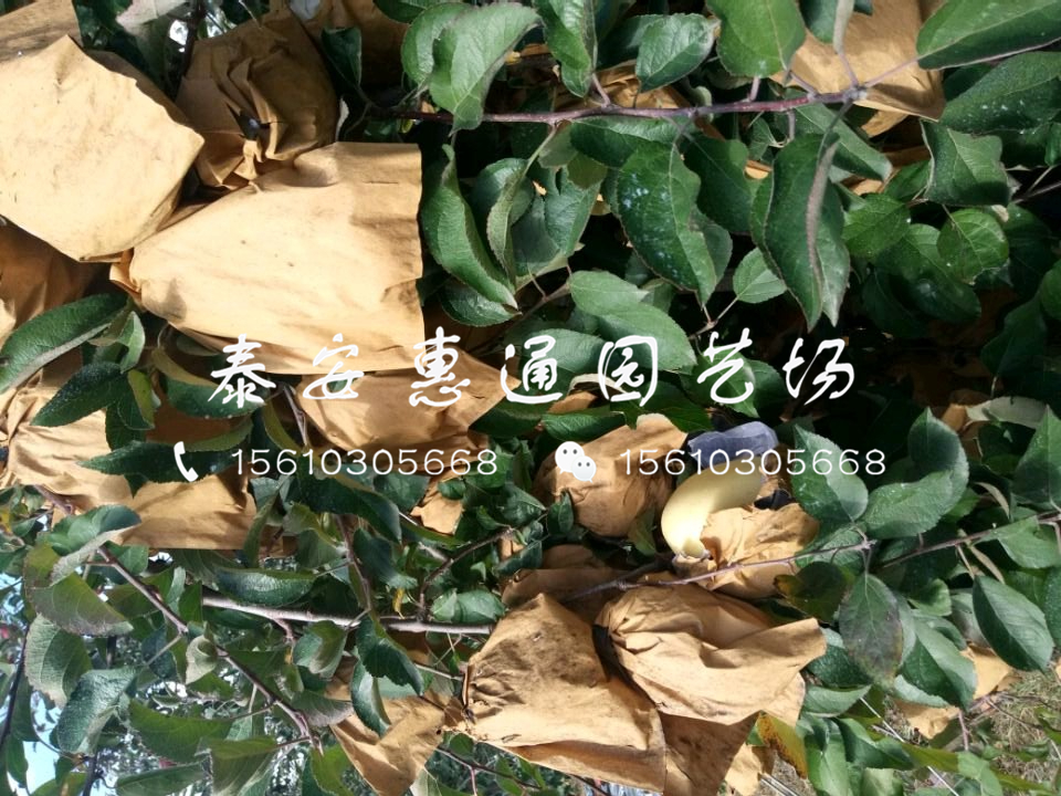 黑鉆嘎啦蘋(píng)果樹(shù)苗哪里便宜、黑鉆嘎啦蘋(píng)果樹(shù)苗哪里價(jià)格低