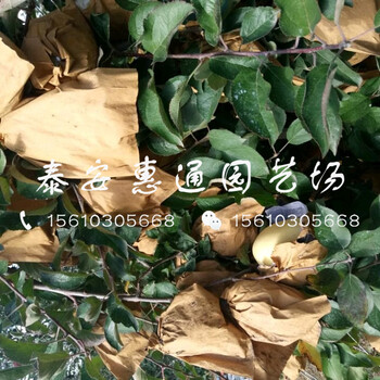 成活率高的華碩蘋果苗、成活率高的華碩蘋果苗哪里有
