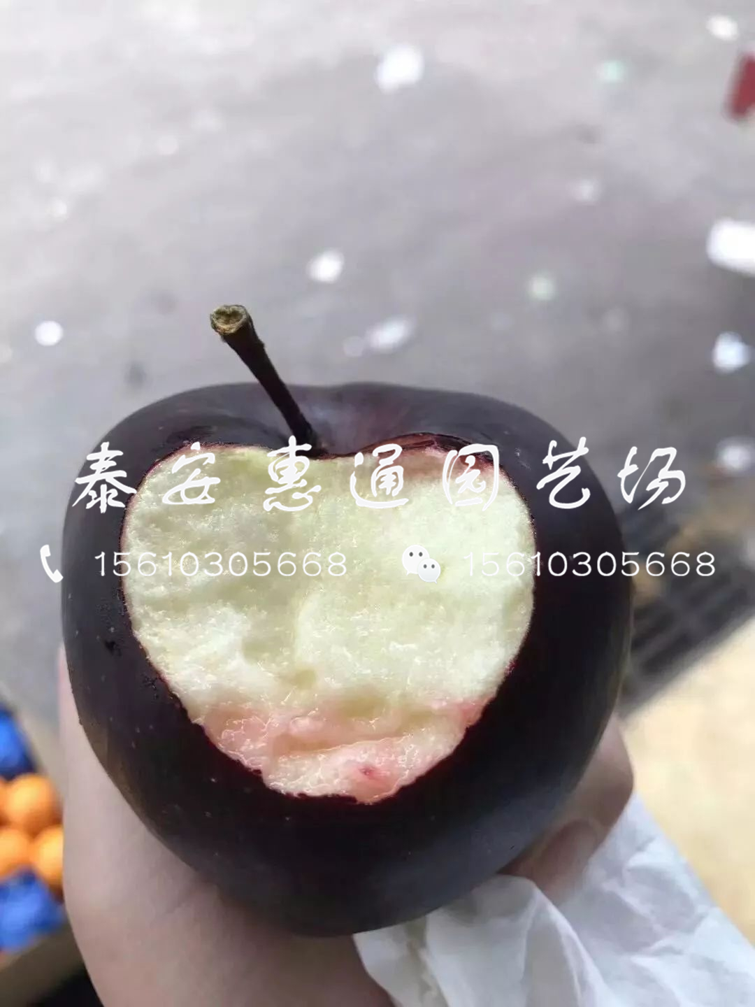 我想買(mǎi)黑蘋(píng)果苗、哪里有黑蘋(píng)果苗