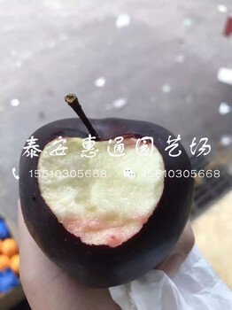 江西大國(guó)光蘋(píng)果苗怎么賣(mài)