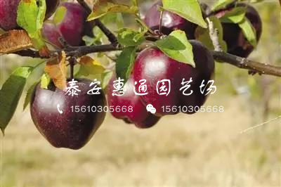 黑鉆嘎啦蘋(píng)果樹(shù)苗哪里便宜、黑鉆嘎啦蘋(píng)果樹(shù)苗哪里價(jià)格低
