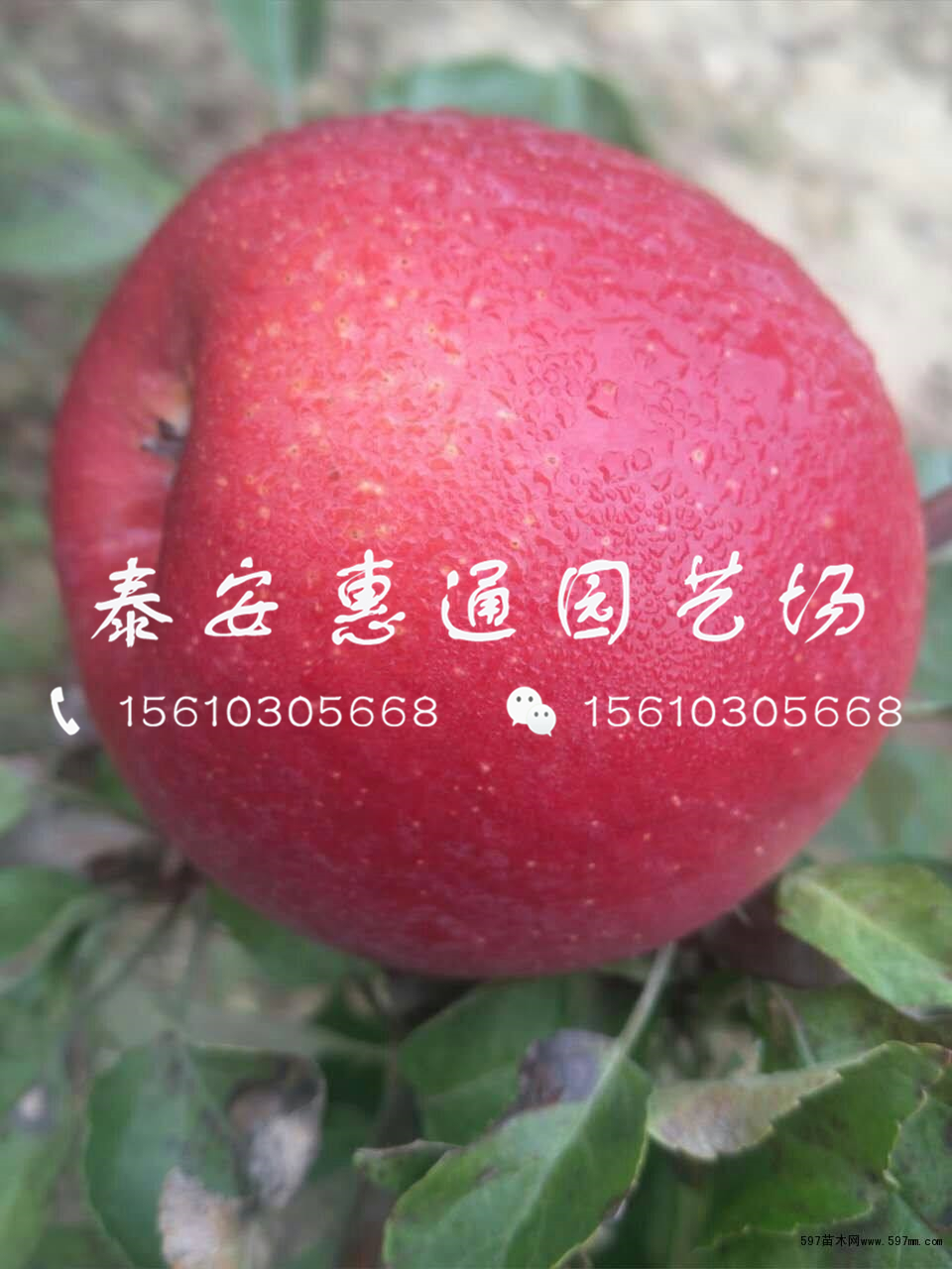 紅肉蘋果樹苗一畝地栽植多少棵