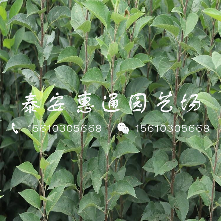 中秋王蘋(píng)果苗基地、中秋王蘋(píng)果苗基地在哪