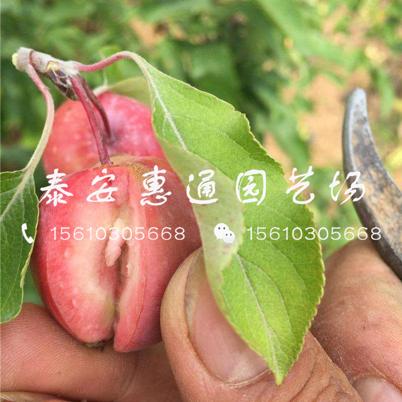 紅肉蘋果樹苗一畝地栽植多少棵