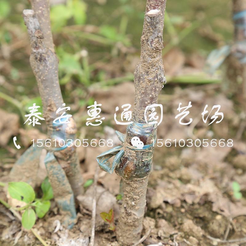 質(zhì)量好的果肉全紅紅肉蘋果苗哪里有賣、質(zhì)量好的果肉全紅紅肉蘋果苗什么價(jià)格