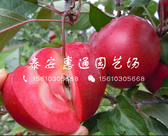 我想買(mǎi)黑蘋(píng)果苗、哪里有黑蘋(píng)果苗