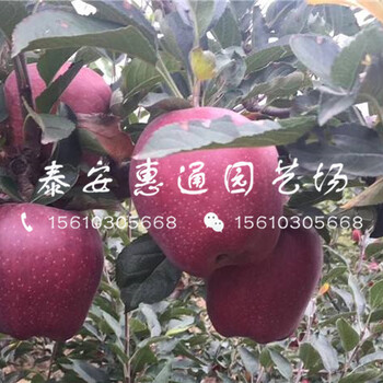 我想買黑蘋果苗、哪里有黑蘋果苗