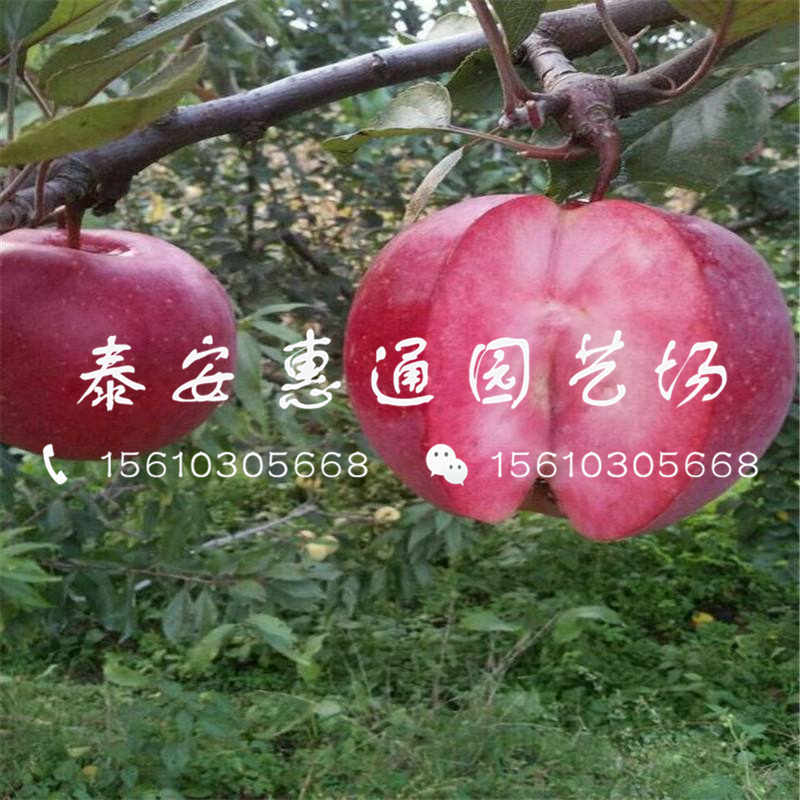 新品種美國八號(hào)蘋果苗批發(fā)價(jià)格是多少