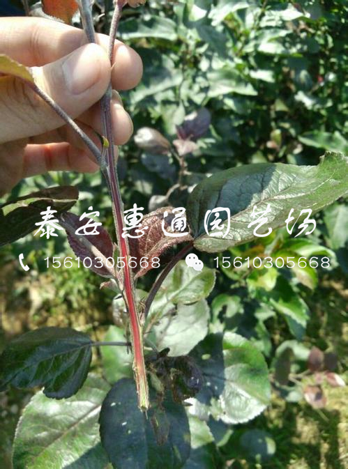 二公分蘋果苗一畝地栽多少