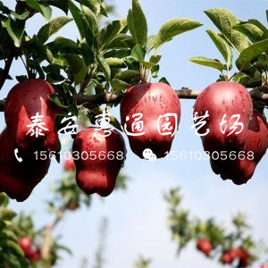 秦脆蘋果苗一畝地種多少