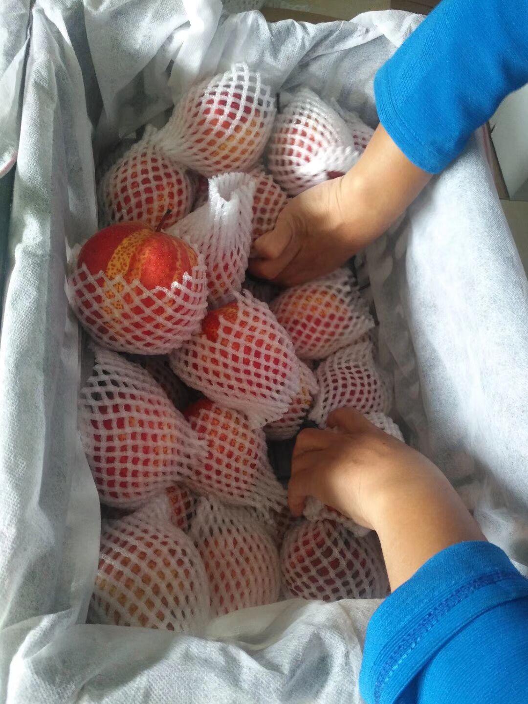 江西新梨七號樹苗價格