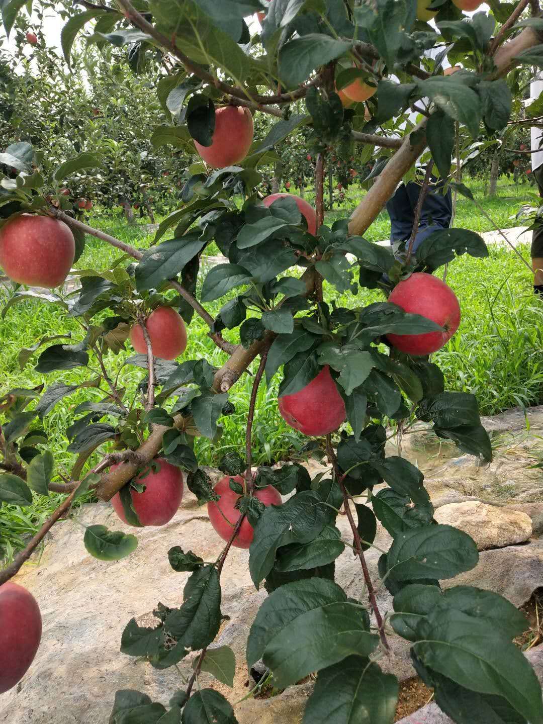 吉林愛宕梨樹苗價格