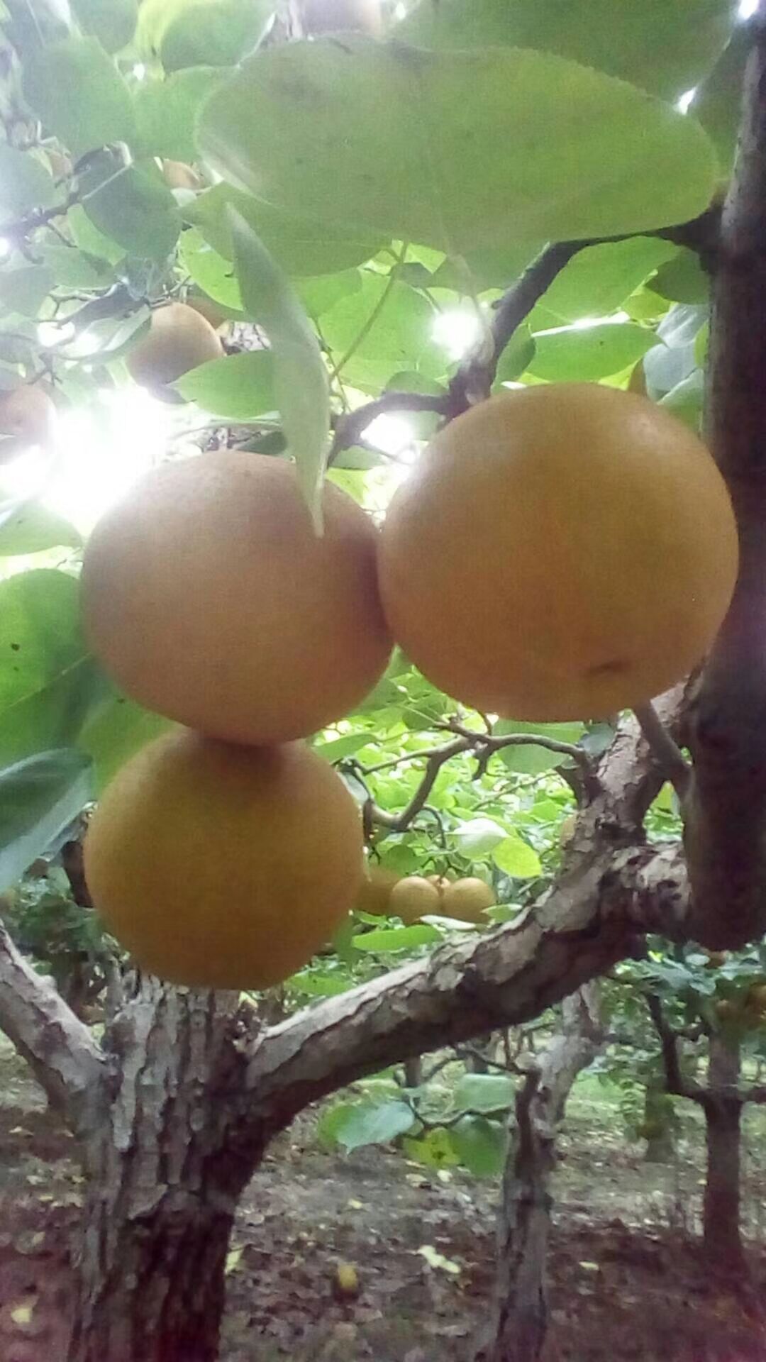 內(nèi)蒙古秋白梨樹苗價格