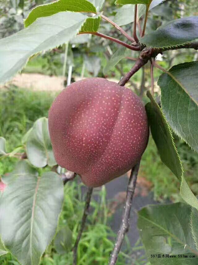 內(nèi)蒙古秋白梨樹苗價格
